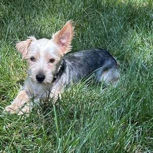 Fundraising Page: Daniel Lewis